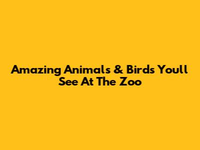 Amazing Animals & Birds You'll See At The Zoo