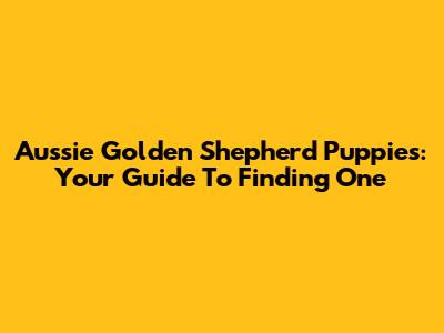 Aussie Golden Shepherd Puppies: Your Guide To Finding One