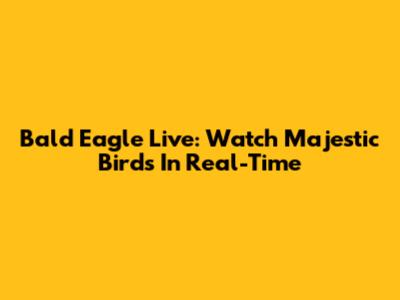 Bald Eagle Live: Watch Majestic Birds In Real-Time