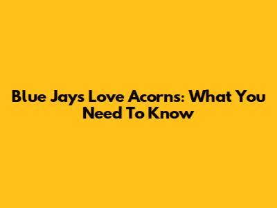 Blue Jays Love Acorns: What You Need To Know