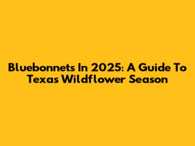 Bluebonnets In 2025: A Guide To Texas Wildflower Season