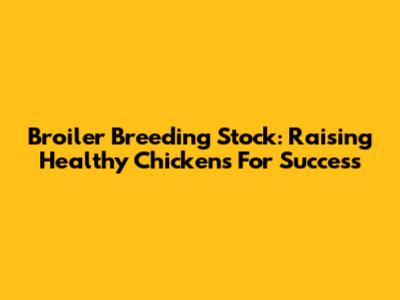 Broiler Breeding Stock: Raising Healthy Chickens For Success
