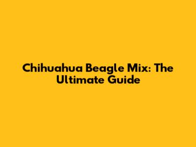Chihuahua Beagle Mix: The Ultimate Guide