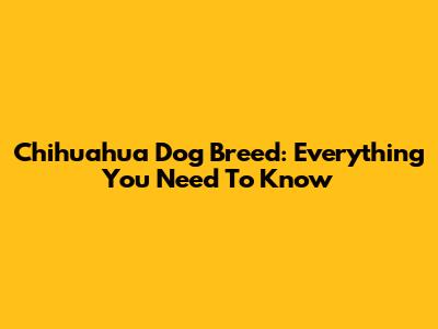 Chihuahua Dog Breed: Everything You Need To Know