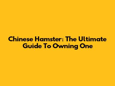 Chinese Hamster: The Ultimate Guide To Owning One