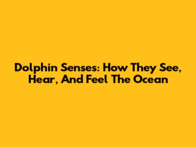 Dolphin Senses: How They See, Hear, And Feel The Ocean