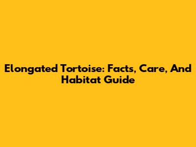 Elongated Tortoise: Facts, Care, And Habitat Guide
