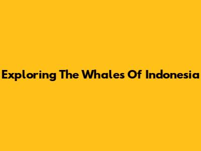 Exploring The Whales Of Indonesia