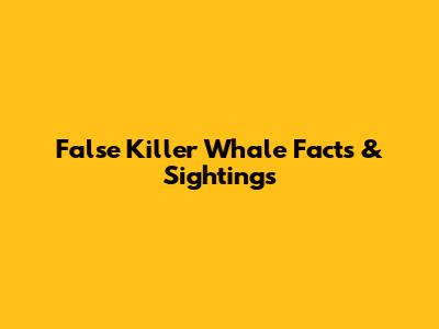 False Killer Whale Facts & Sightings