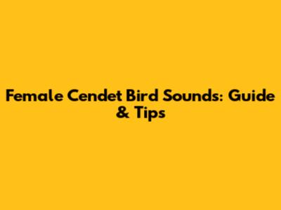 Female Cendet Bird Sounds: Guide & Tips