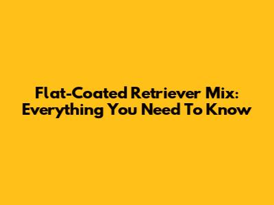 Flat-Coated Retriever Mix: Everything You Need To Know
