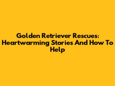 Golden Retriever Rescues: Heartwarming Stories And How To Help