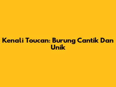 Kenali Toucan: Burung Cantik Dan Unik