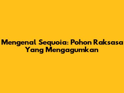 Mengenal Sequoia: Pohon Raksasa Yang Mengagumkan