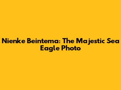Nienke Beintema: The Majestic Sea Eagle Photo