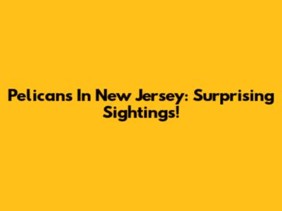 Pelicans In New Jersey: Surprising Sightings!