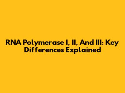 RNA Polymerase I, II, And III: Key Differences Explained