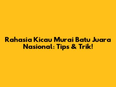 Rahasia Kicau Murai Batu Juara Nasional: Tips & Trik!