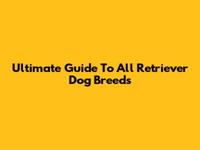 Ultimate Guide To All Retriever Dog Breeds